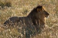 Backlit male lion lying in long grass