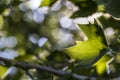 Backlit maple leaf glows in the evening sun with a bokeh leaf background