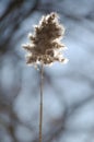 Backlit marsh grass Royalty Free Stock Photo