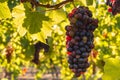 Backlit Merlot grapes ripening on vine in organic vineyard Royalty Free Stock Photo