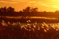 Backlit Native Grasses at Sunset Royalty Free Stock Photo