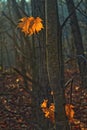 Backlit oak leaves