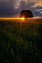 Backlit oak tree in a wheat grain field at sunrise sunset Royalty Free Stock Photo
