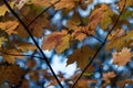 Backlit orange autumn maple leaves against a blue sky Royalty Free Stock Photo