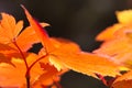 Backlit orange autumn maple leaves Royalty Free Stock Photo