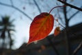 Backlit orange leaf against bright blue sky Royalty Free Stock Photo