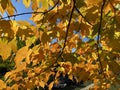 Backlit Orange Leaves in Autumn in November