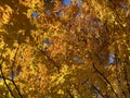 Backlit Orange Leaves in Autumn in November