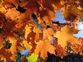 Backlit Orange Leaves in October
