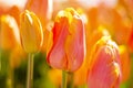 Backlit Orange Pink Tulips Flowers with blurred background