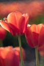 Backlit orange tulips