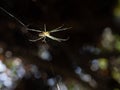 Backlit Orchard Orb Weaver Spider on Its Web Royalty Free Stock Photo