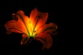 Backlit oriental lily close up on dark background Royalty Free Stock Photo