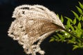 Backlit Ornamental Grass Seed