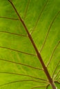 Backlit palm leaf