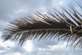 Backlit palm leaf on a summer afternoon