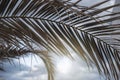 Backlit palm leaf on a summer afternoon