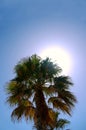 Backlit palm tree