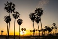 Backlit palm trees at sunset