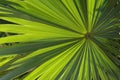 Backlit Palmetto