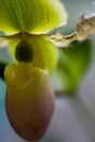 Backlit Paphiopedilum Orchid Blossom