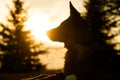 Backlit photo of a junior german shepherd dog resting in a backyard