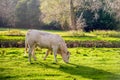 Backlit photo of a young beige colored cow grazing in the wet gr