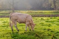 Backlit photo of a young beige colored cow grazing in the wet gr