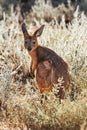 Backlit photo of a wild young kangaroo or joey in a grassland