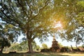 Backlit photography,Great old tree and ancient pagoda.