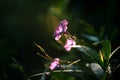 Backlit photography of Ruellia flower