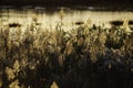 Backlit phragmites Massachusetts marsh