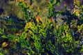 Backlit phyllodes of the Western Australian native Clay Wattle, Acacia glaucoptera Royalty Free Stock Photo