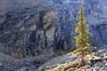 Backlit pine tree, Opabin Plateau, Yoho National Park, Canada Royalty Free Stock Photo