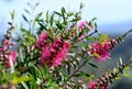 Backlit pink Australian native Bottlebrush flowers, family Myrtaceae