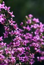 Backlit pink flowers of Australian native Boronia ledifolia, family Rutaceae, growing in Sydney woodland Royalty Free Stock Photo