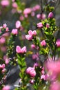 Backlit pink flowers of the Australian Native Rose, Boronia serrulata, family Rutaceae Royalty Free Stock Photo