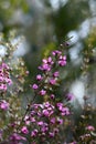 Backlit pink flowers of the Australian native shrub Boronia ledifolia, family Rutaceae Royalty Free Stock Photo