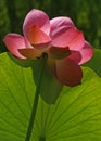 Backlit Pink Lotus Flower