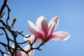 backlit pink magnolia tree blossom against clear blue sky Royalty Free Stock Photo