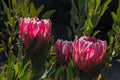 Backlit pink protea flowers