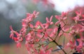 Backlit pink red sepals of the New South Wales Christmas Bush, Ceratopetalum gummiferum Royalty Free Stock Photo