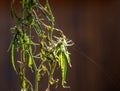 Backlit plant isolated against wood background