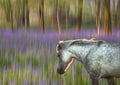 Backlit pony walking through bluebell forest