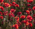 Backlit poppies in a field Royalty Free Stock Photo