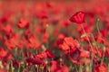 Backlit poppies in a field Royalty Free Stock Photo