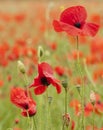 Backlit poppies in a field Royalty Free Stock Photo