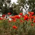 Backlit poppies in a sun-drenched field Royalty Free Stock Photo