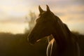 Backlit portrait of a horse in a summer sunset