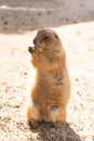 Backlit prairie dog standing up holding food to its mouth Royalty Free Stock Photo